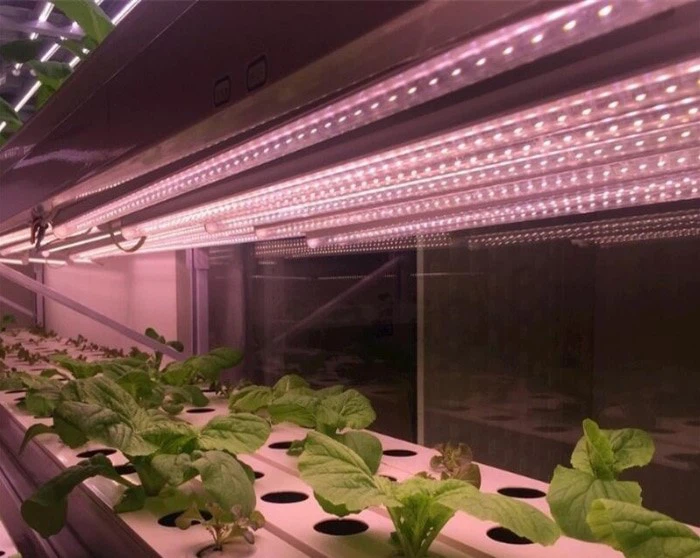 Tube Light Tube Light