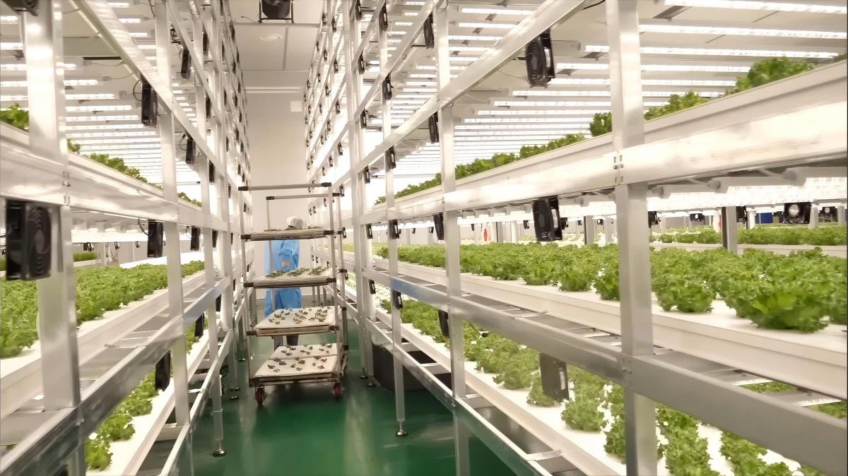 Hydroponic Rack Design Hydroponic Rack Design